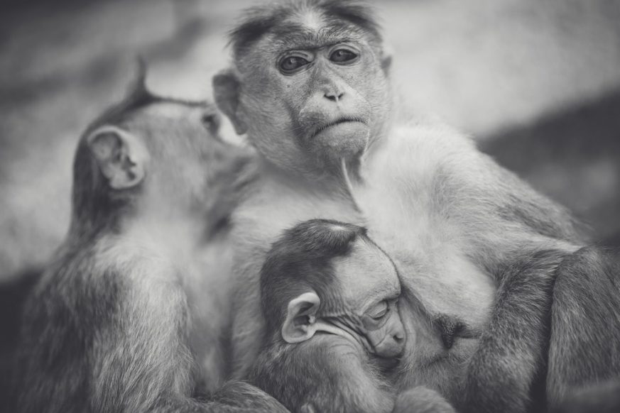 importance-relations-sociales L'importance des relations sociales pour son bonheur et pour être plus épanoui dans sa vie.