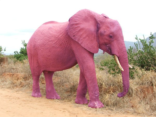 Quand vous ne voulez pas penser à un éléphant rose, vous pensez à un éléphant rose