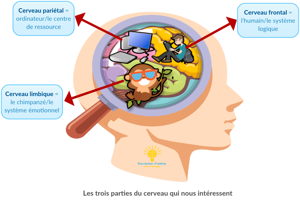 Quelle Partie Du Cerveau Gère Les émotions revolutionpositive.fr
