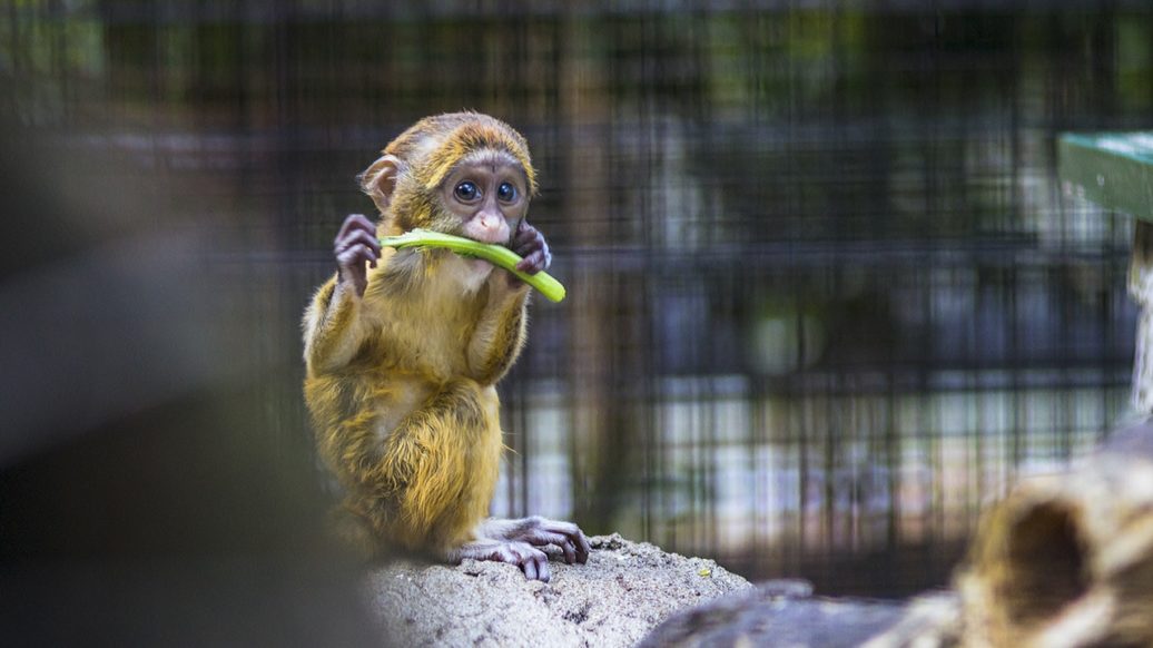 singe-gerer-emotions Comment gérer et appréhender ses émotions ? Comment fonctionne les émotions grâce à la métaphore du chimpanzé.
