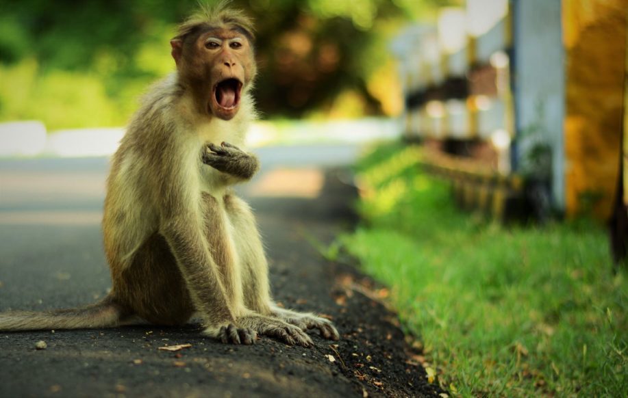 chimpanze-emotion Apprnedre à mieux gérer ses émotions et à mieux comprendre la machine émotionnelle.