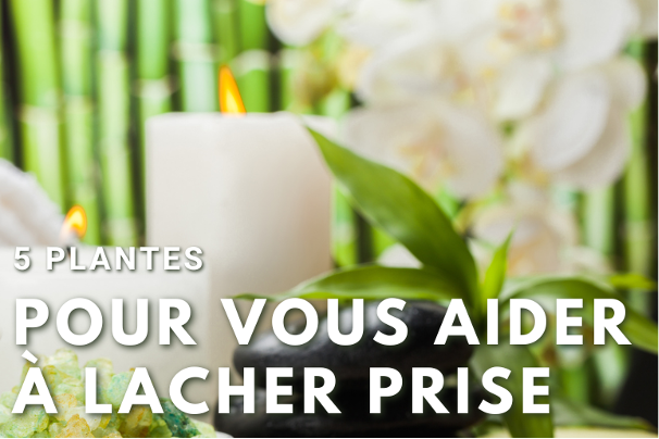 Stress, tensions, fatigue mentale ? Voici 5 plantes médicinales pour vous aider à lâcher prise naturellement et retrouver calme et sérénité au quotidien.